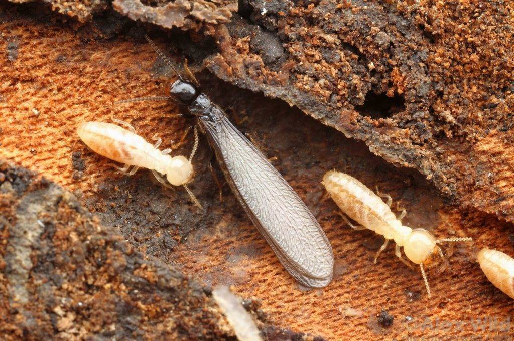 Comment reconnaître une infestation de termites sur le Bassin d'Arcachon ?