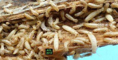 Termites sur bois de structure